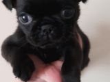 Safkan Pug Mops Yavrular