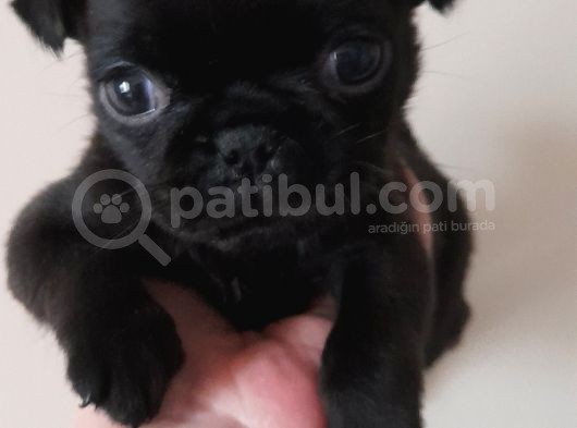 Safkan Pug Mops Yavrular görsel