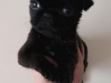 Safkan Pug Mops Yavrular