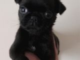 Safkan Pug Mops Yavrular