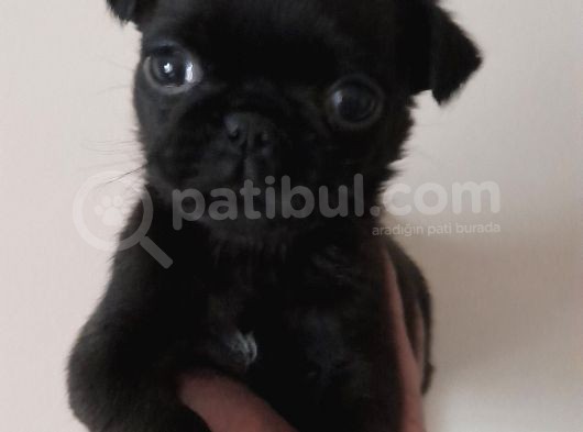 Safkan Pug Mops Yavrular görsel