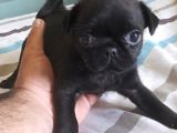 Safkan Pug Mops Yavrular