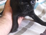 Safkan Pug Mops Yavrular