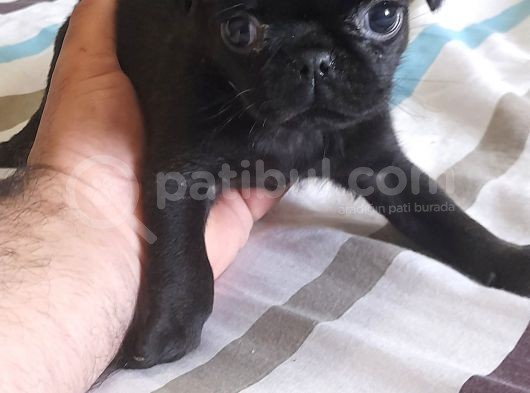 Safkan Pug Mops Yavrular görsel