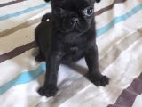 Safkan Pug Mops Yavrular