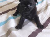 Safkan Pug Mops Yavrular