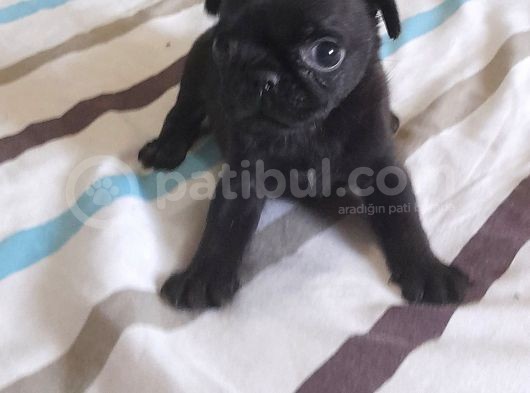 Safkan Pug Mops Yavrular görsel