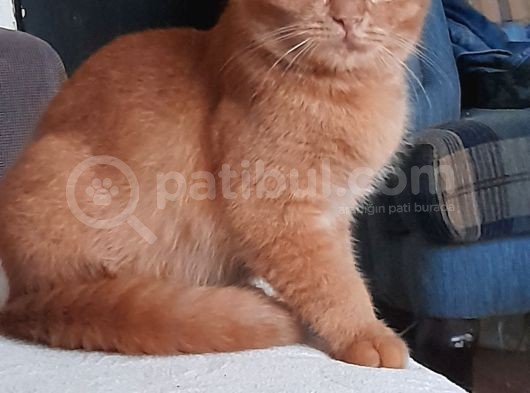 Harika Kedicikler görsel