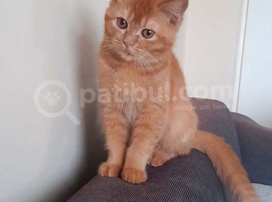 Harika Kedicikler görsel