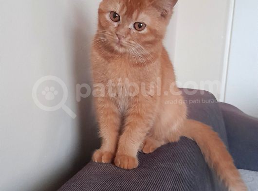 Harika Kedicikler görsel