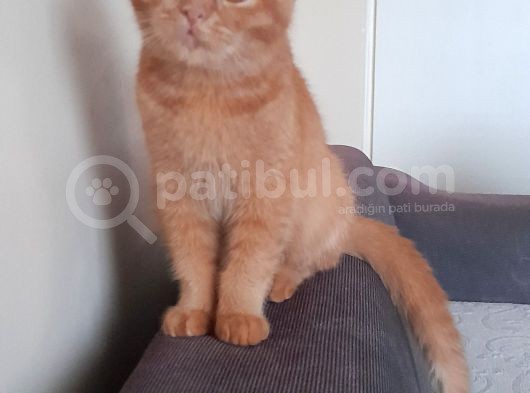 Harika Kedicikler
