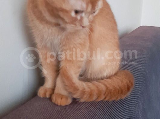 Harika Kedicikler görsel