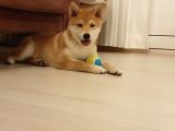 Show Kalite Secereli Mikrochipli Safkan Shiba Inu