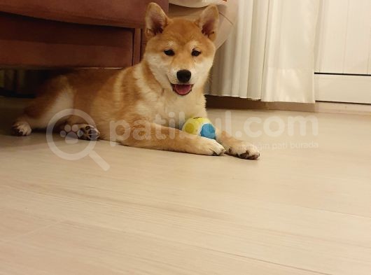 Show Kalite Secereli Mikrochipli Safkan Shiba Inu görsel