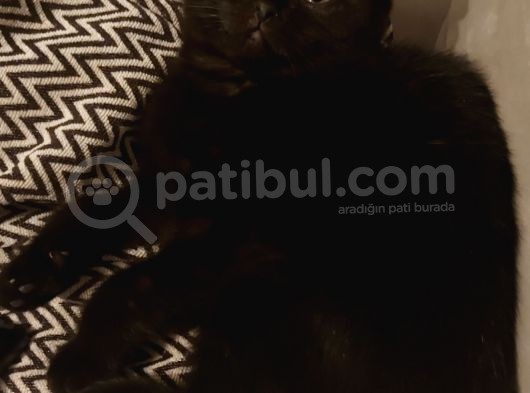 Siyah Scottish Fold Arayanlara Asil Disi görsel