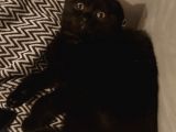 Siyah Scottish Fold Arayanlara Asil Disi