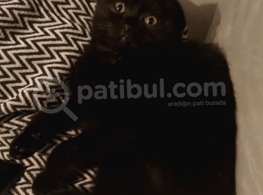 Siyah Scottish Fold Arayanlara Asil Disi görsel