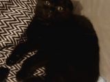 Siyah Scottish Fold Arayanlara Asil Disi