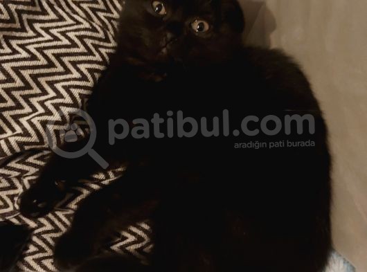 Siyah Scottish Fold Arayanlara Asil Disi görsel