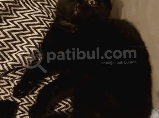 Siyah Scottish Fold Arayanlara Asil Disi görsel