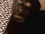 Siyah Scottish Fold Arayanlara Asil Disi