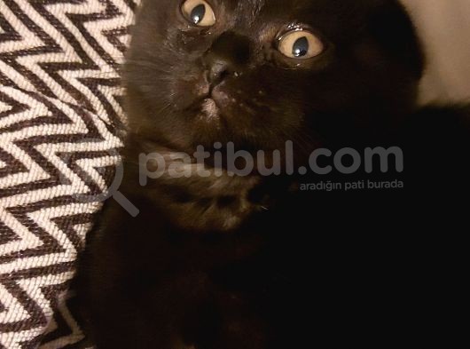 Siyah Scottish Fold Arayanlara Asil Disi görsel