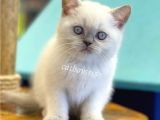 Muhteşem Blue Point British Shorthair Yavrularımız