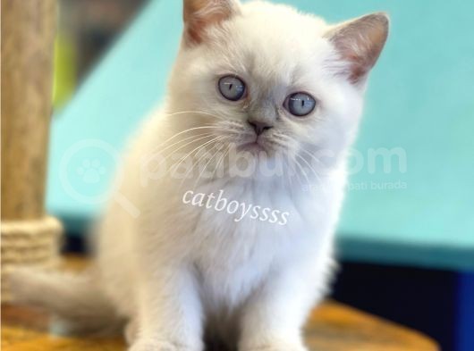 Muhteşem Blue Point British Shorthair Yavrularımız görsel