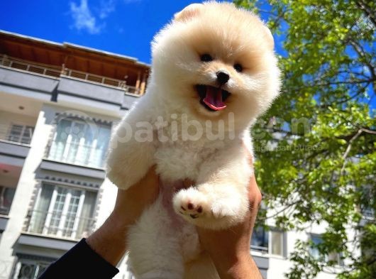 Ayı Surat Pomeranian Boo Yavrularımız görsel