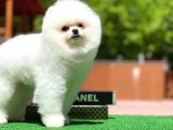 Ayı Surat Pomeranian Boo Yavrularımız