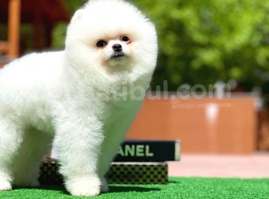 Ayı Surat Pomeranian Boo Yavrularımız görsel