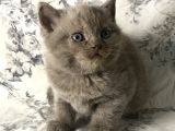 British Shorthair Kedilerim Yeni Sahiplerini Arıyor
