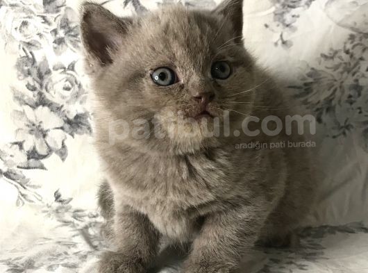 British Shorthair Kedilerim Yeni Sahiplerini Arıyor görsel