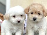 Maltes Terrier Mini Boy Dişi Erkek Yavrularımız