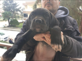 Scrli Anne Ve Babadan Güzeller Güzeli Dişi Yavru