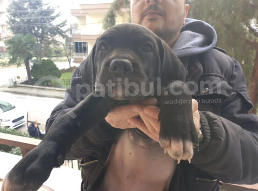 Scrli Anne Ve Babadan Güzeller Güzeli Dişi Yavru görsel