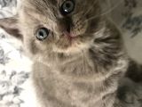 British Shorthair Kedilerim Yeni Sahiplerini Arıyor