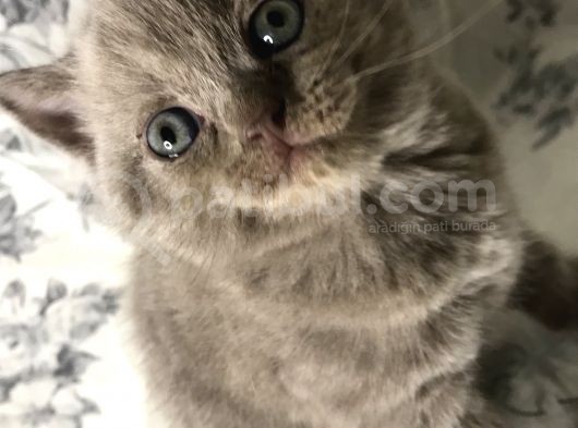 British Shorthair Kedilerim Yeni Sahiplerini Arıyor görsel