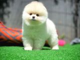 Ayı Surat Pomeranian Boo Yavrularımız