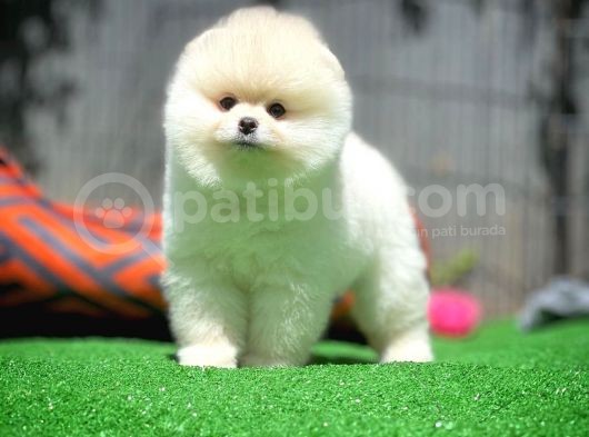 Ayı Surat Pomeranian Boo Yavrularımız görsel