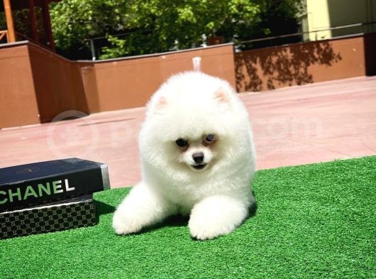 Ayı Surat Pomeranian Boo Yavrularımız görsel