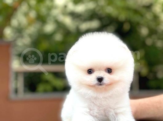 Ayı Surat Pomeranian Boo Yavrularımız görsel