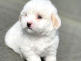 Maltes Terrier Mini Boy Dişi Erkek Yavrularımız