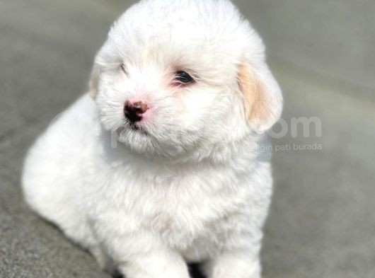 Maltes Terrier Mini Boy Dişi Erkek Yavrularımız görsel