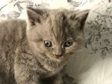 British Shorthair Kedilerim Yeni Sahiplerini Arıyor