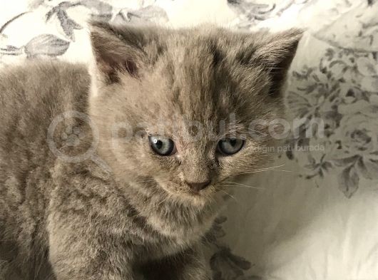 British Shorthair Kedilerim Yeni Sahiplerini Arıyor görsel