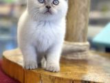 Muhteşem Blue Point British Shorthair Yavrularımız