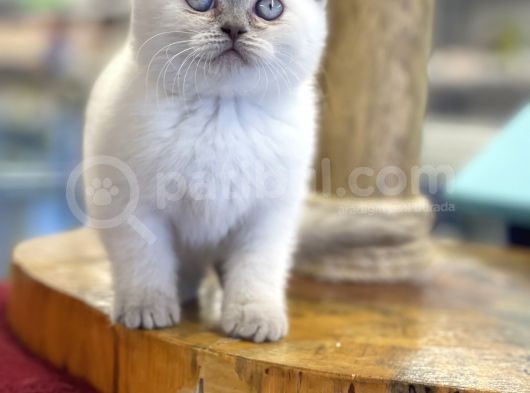 Muhteşem Blue Point British Shorthair Yavrularımız görsel