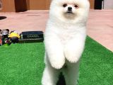 Ayı Surat Pomeranian Boo Yavrularımız