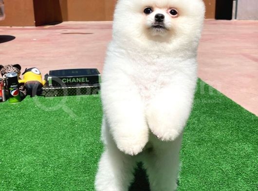 Ayı Surat Pomeranian Boo Yavrularımız görsel